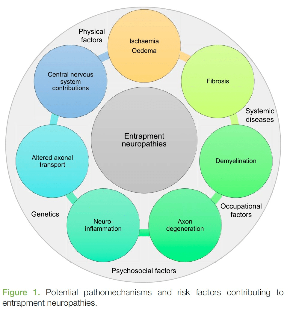 Does the nerve get injured with a herniated disc? (What is&nbsp;radiculopathy?)