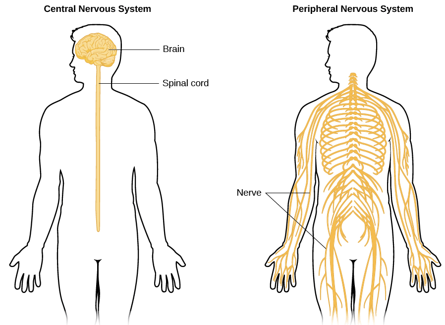 How to Tell Apart Central and Peripheral Nervous System&nbsp;Injuries