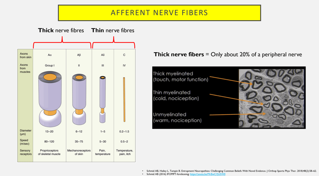 Sensory exam, Part 1: What is Tested and&nbsp;Why?